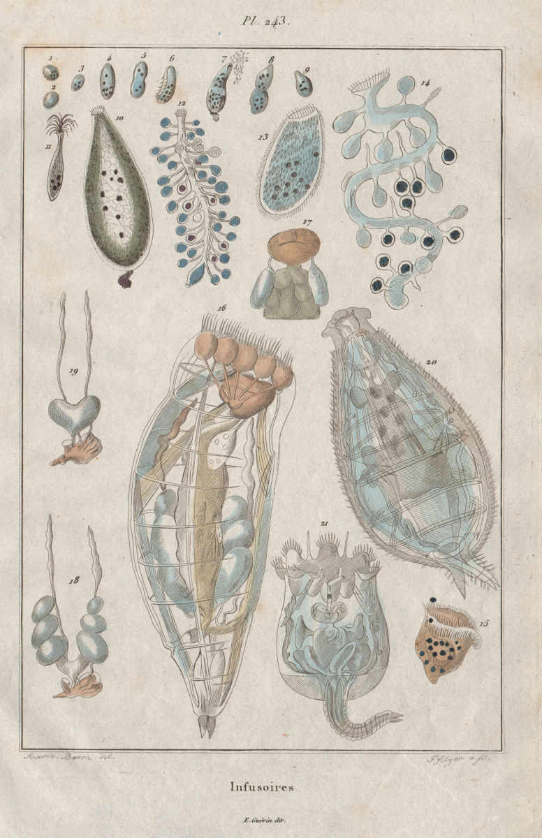 GEOLOGY. Infusoires (Infusoria) II 1833 old antique vintage print picture